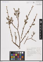 Foto von Salix boothii Dorn